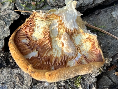 Stinking Orange Oyster