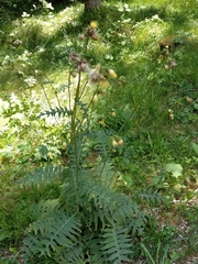 Cirsium erisithales