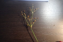 Fimbristylis quinquangularis quinquangularis