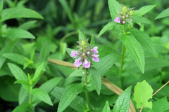 Stachys palustris