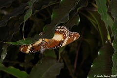 Hypolimnas bolina