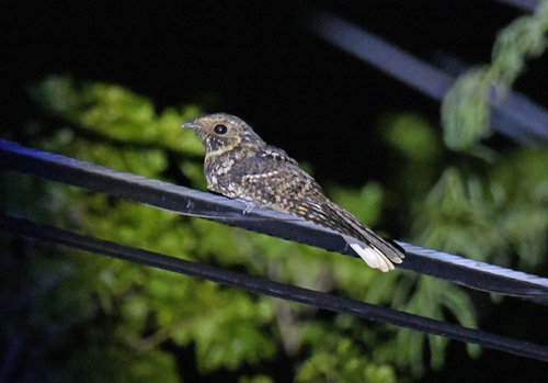 Puerto Rican Nightjar (Antrostomus noctitherus), photo 5