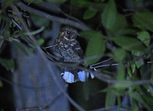 Puerto Rican Nightjar (Antrostomus noctitherus), photo 6