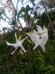 Echites yucatanensis