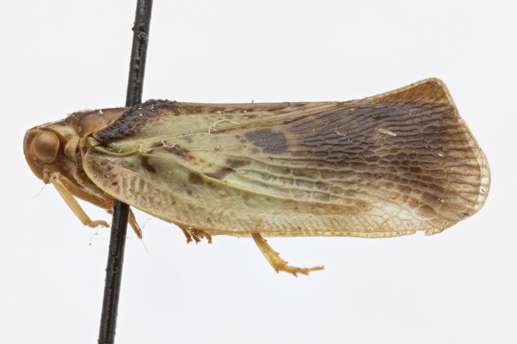 Melormenoides inconspicua