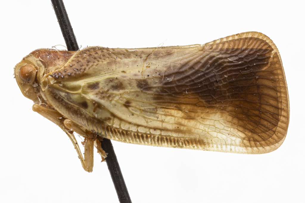 Melormenoides variegata