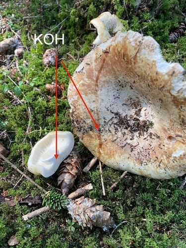 milk-white brittlegill