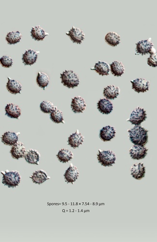 milk-white brittlegill