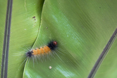 Spilarctia postrubida