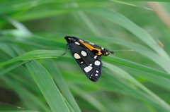 Callimorpha dominula