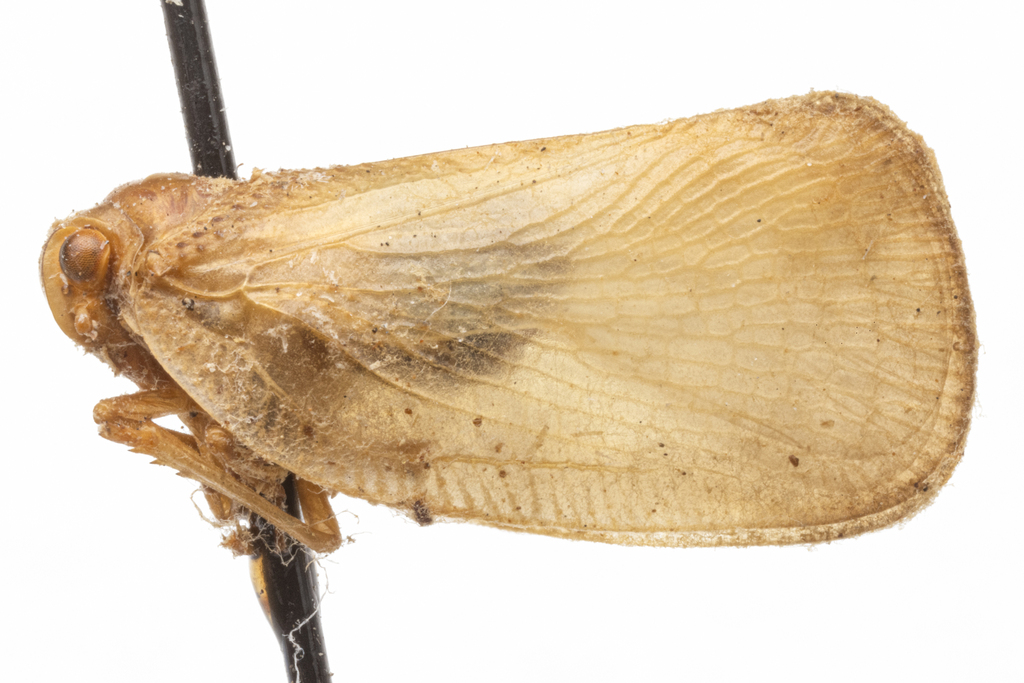 Ormenoides subflava