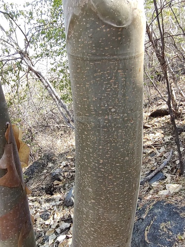Cuajiote (Bursera grandifolia)
