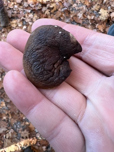 ash-tree bolete