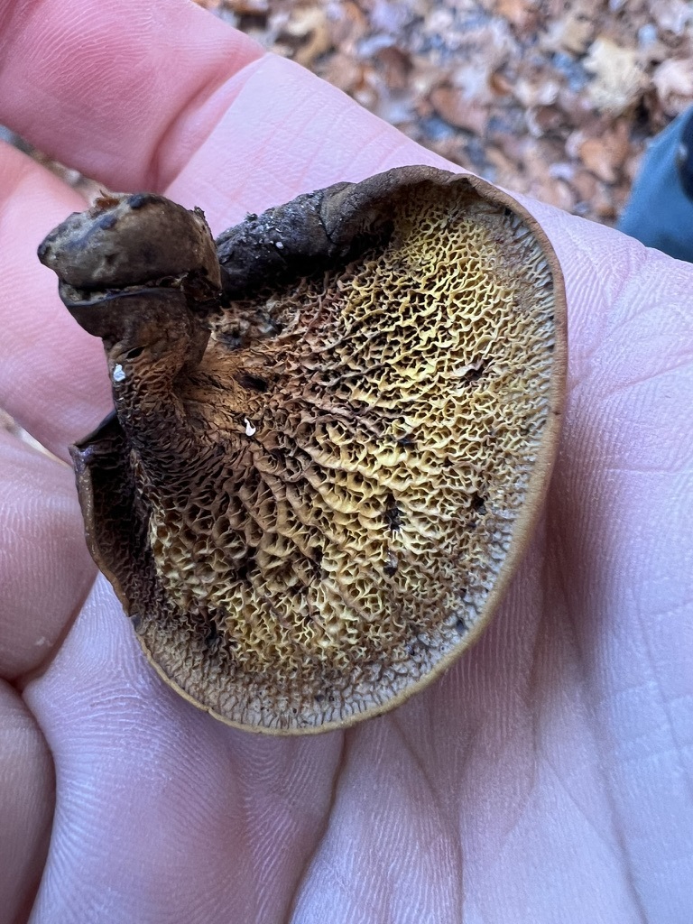 ash-tree bolete