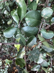 Putterlickia verrucosa