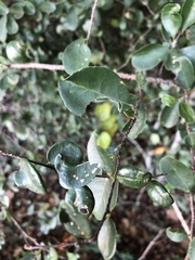 Putterlickia verrucosa