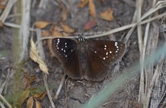 Pholisora