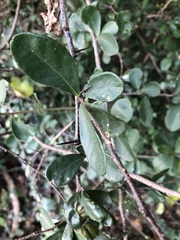 Putterlickia verrucosa