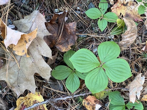 Canadian bunchberry