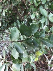 Putterlickia verrucosa