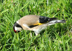 Carduelis carduelis britannica