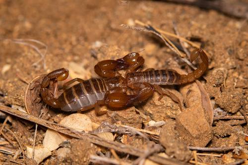 Nullibrotheas allenii