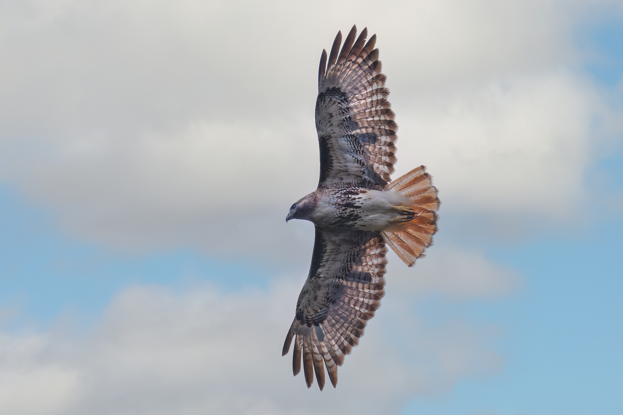Jamaican Red-tailed Hawk (Subspecies Buteo jamaicensis jamaicensis) ·  iNaturalist