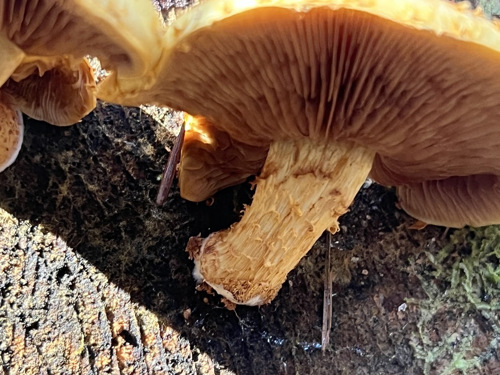 Golden Pholiota