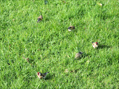 Carduelis carduelis britannica