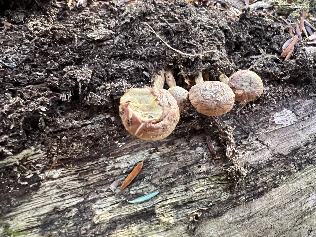 Sulphur Tuft