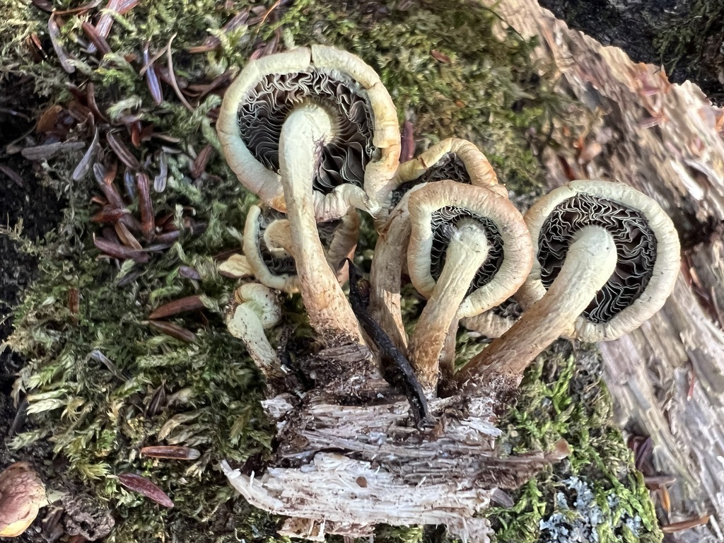 Sulphur Tuft
