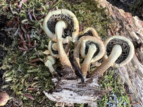 Sulphur Tuft
