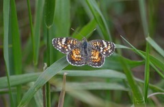 Phyciodes picta