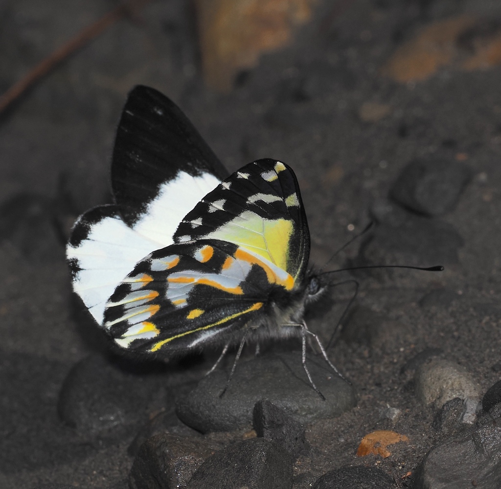 Delias catisa (Delias catisa)