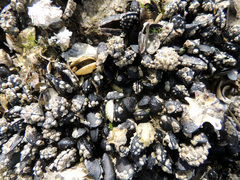 Xenostrobus neozelanicus