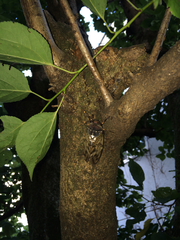 Graptopsaltria nigrofuscata
