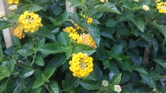 Lantana camara