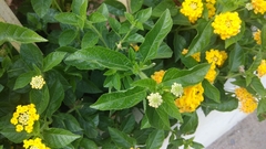 Lantana camara
