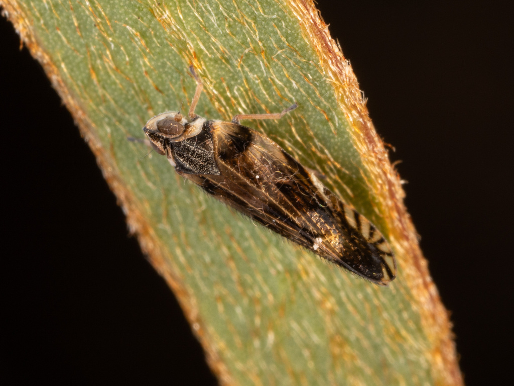 Candicarina geroldi