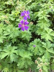 Geranium sylvaticum