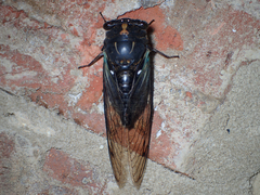Neotibicen lyricen engelhardti