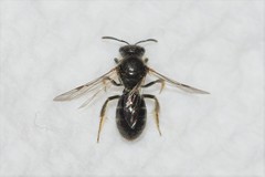 Lasioglossum pectorale