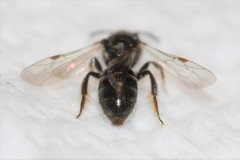 Lasioglossum pectorale
