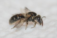 Lasioglossum pectorale