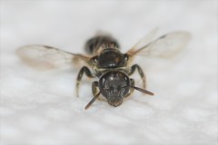 Lasioglossum pectorale