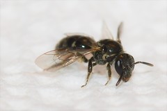 Lasioglossum pectorale