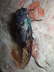 Neotibicen lyricen engelhardti