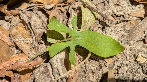 Image of Viola lovelliana by (c) Joseph Aubert, some rights reserved (CC BY)