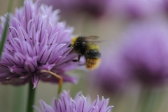 Bombus pratorum