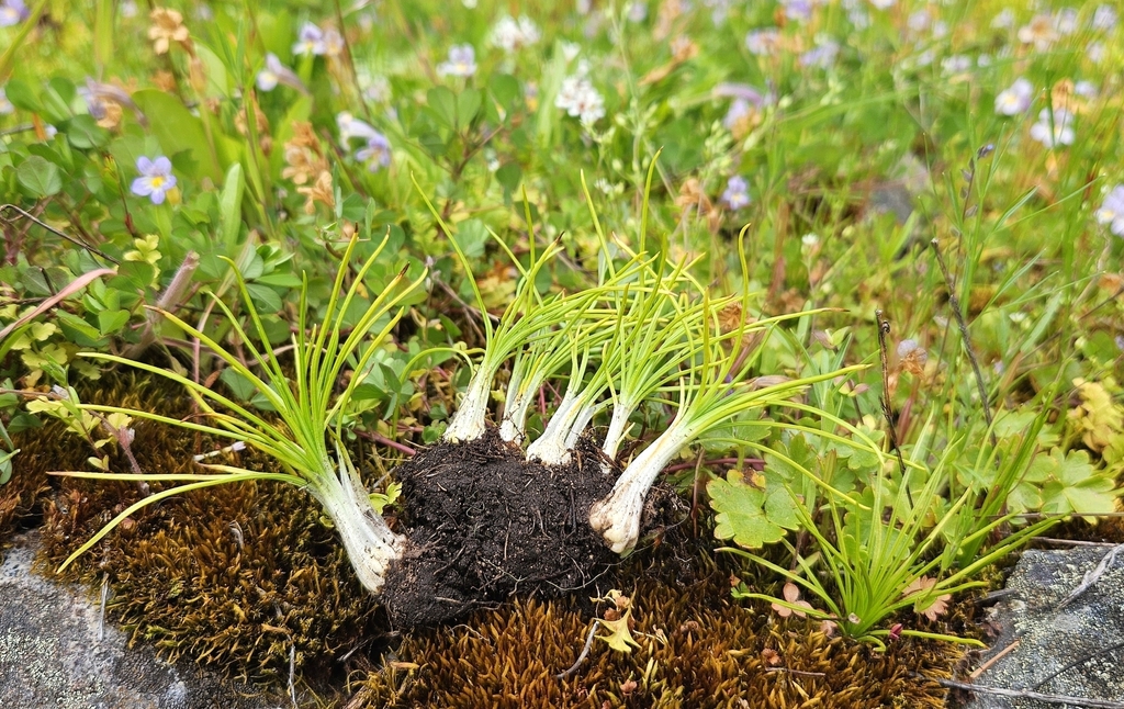 Columbia Quillwort